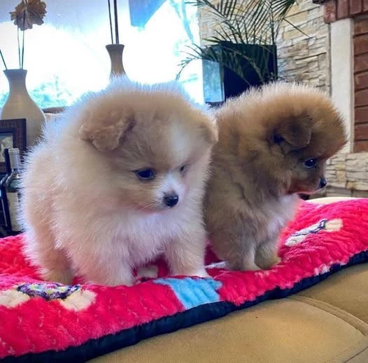 Pomeranian puppies Available