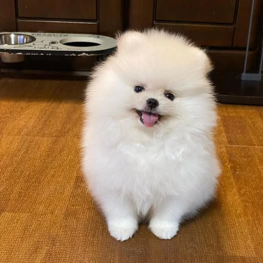Priceless White Pomeranian Puppy For Adoption