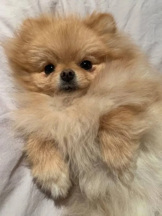 Top Quality Registered Pomeranian