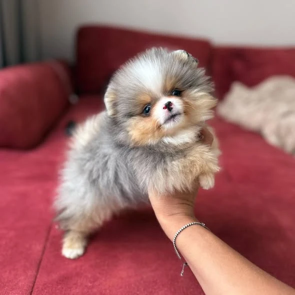 Lovely Pomeranian Puppies for Sale
