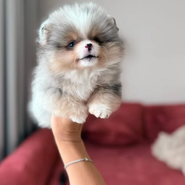 Micro Cute Pomeranian Puppies For Adoption