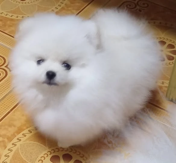 Healthy Home raised Pomeranian pups available