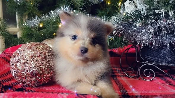 Purebred Pomeranian Puppies available
