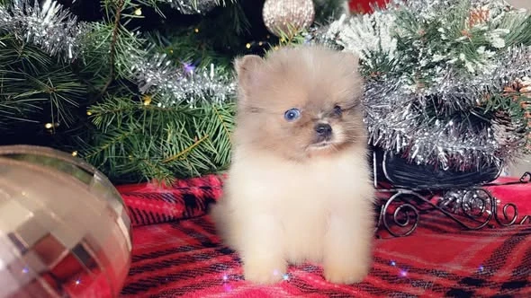 Adorable Pedigree Pomeranian Puppies
