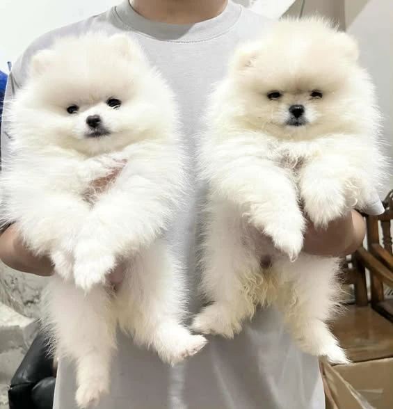 Adorable Pedigree Pomeranian Puppies Ready