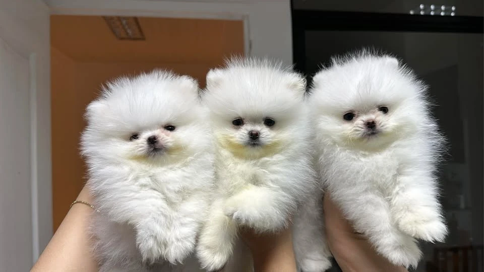 Amazing Micro Teacup Pomeranian puppy