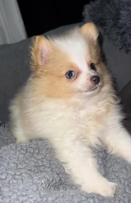 Breath Taking Pomeranian Puppy