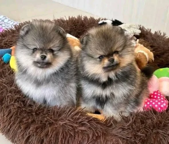 Affectionate Teacup Pomeranian Available