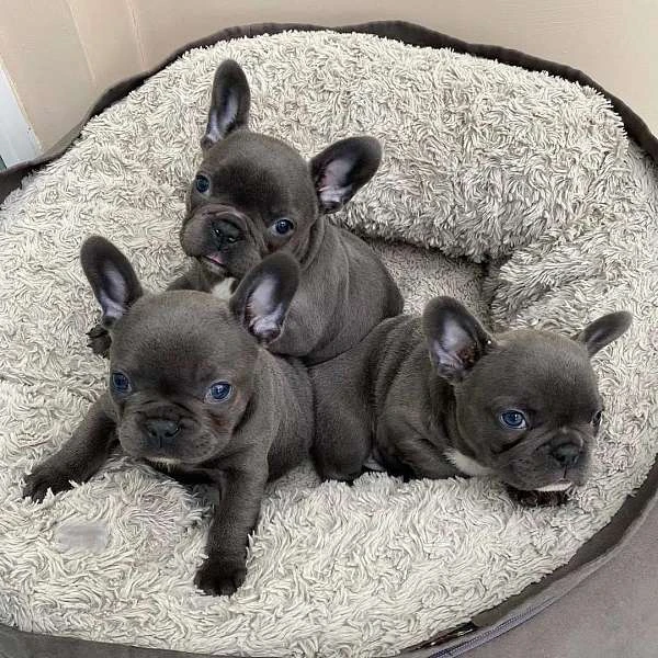 French Bulldog Puppies Available