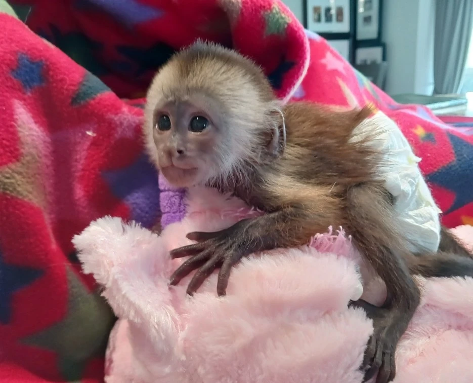 Awsome Capuchin Monkeys For Adoption