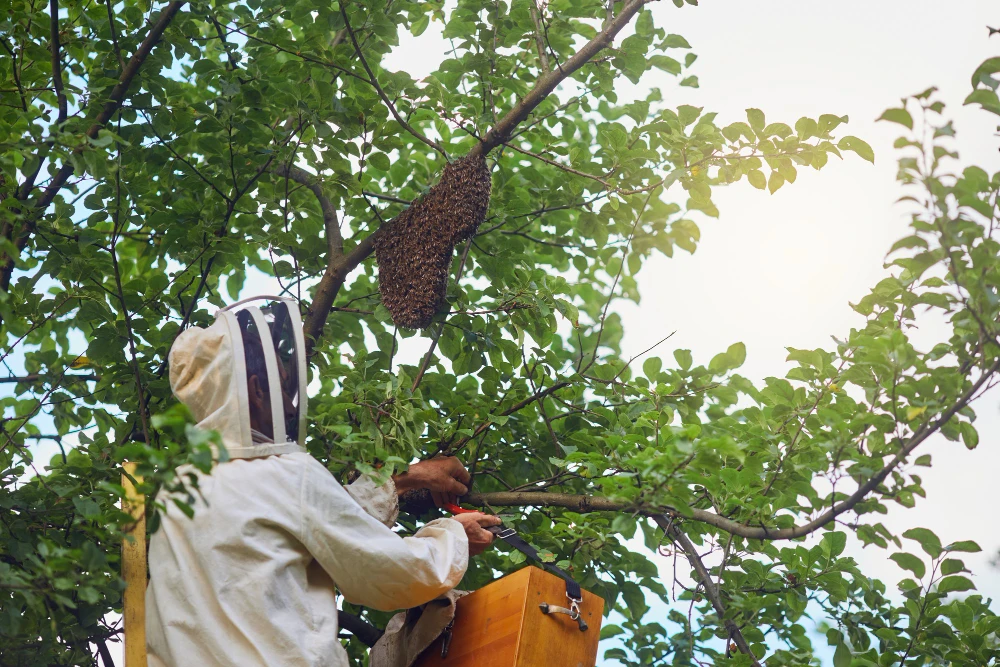 Safe & Effective Bee Prevention in Katy – Call Now