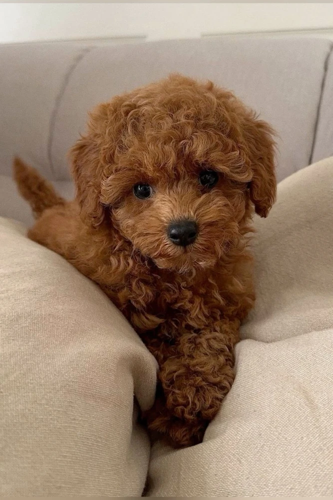 Cute Toy Poodle Puppy for Sale – Healthy, Playful and Ready Now