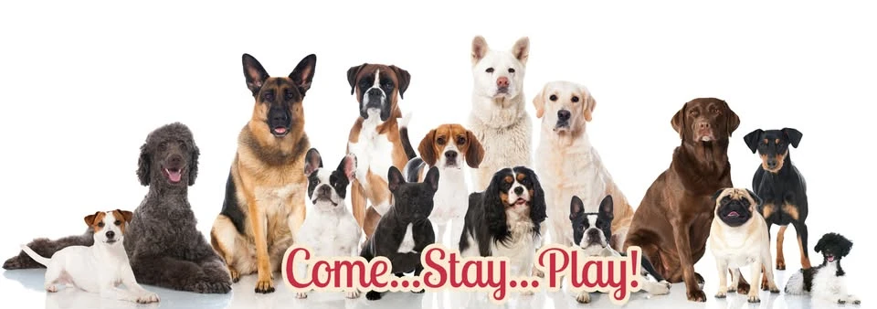 Underdog Kennels Dog Daycare and Boarding