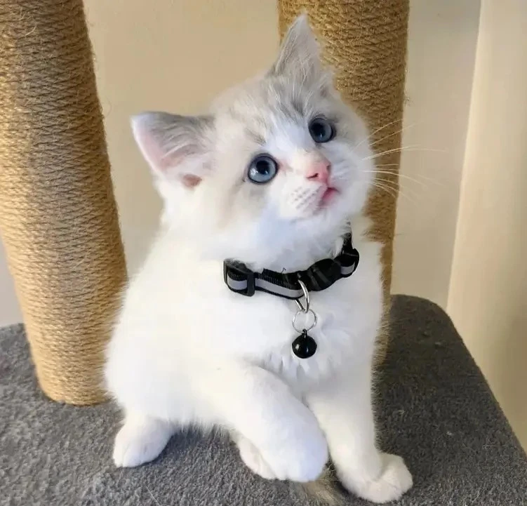 Adorable Home Raised Ragdoll Kittens