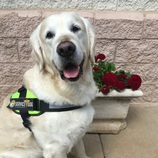 The Dog Knowledge