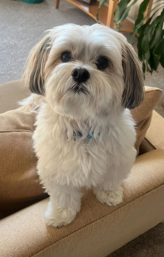We sale affordable pets