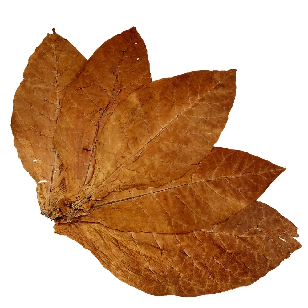 Buy Raw Burley Tobacco Leaves